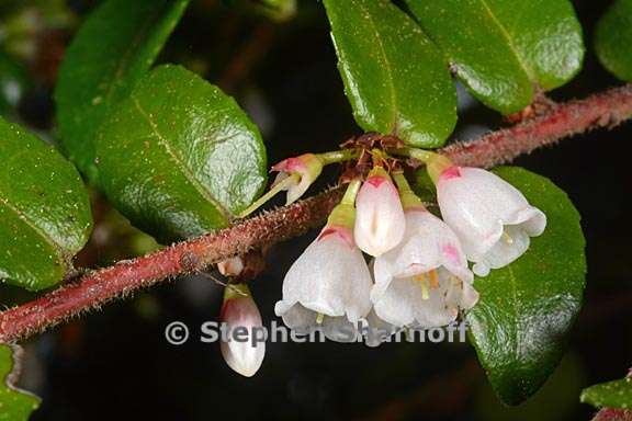 vaccinium ovatum 4 graphic